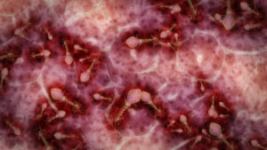 Fold Microbes under microscope